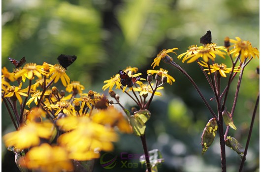 Серпень на дачі: 7 господарських товарів, які знадобляться наприкінці літа