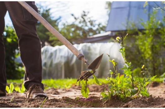 Як доглядати за грядками у весняний період