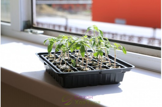 Що посадити у лютому на розсаду?