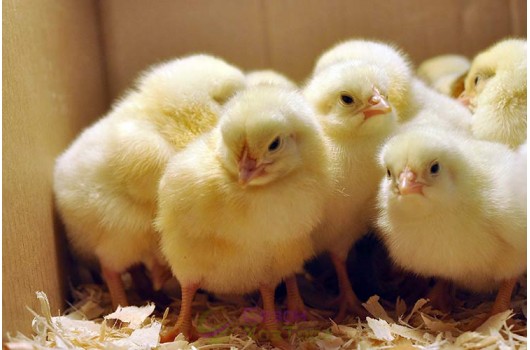 Уход за домашней птицей