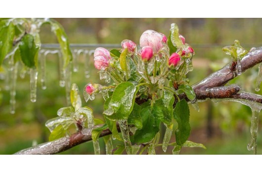 Чим небезпечні весняні заморозки для рослин