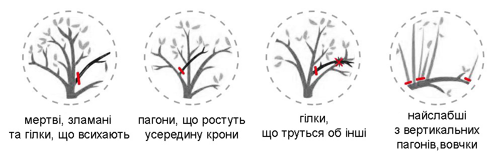 обрізання дерев