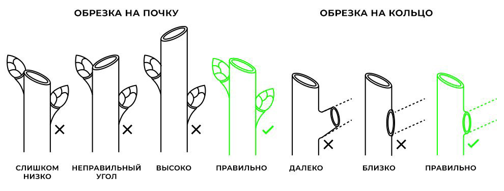 обрезка деревьев