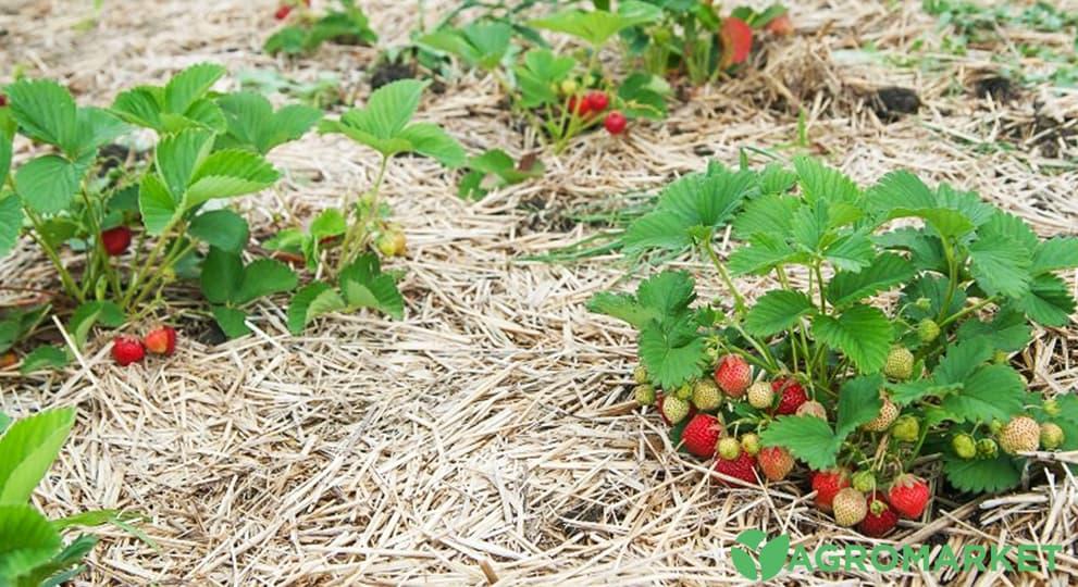 Мульчування