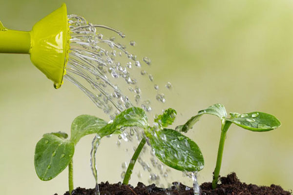 полив розсади